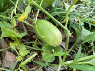 도곡님의 기타작물 · 자유게시판 작성글 사진