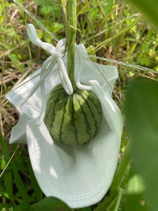 도곡님의 기타작물 · 자유게시판 작성글 사진