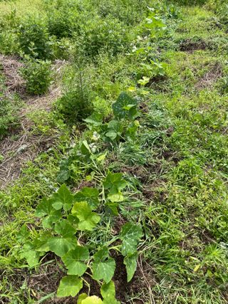 도곡님의 기타작물 · 자유게시판 작성글 사진