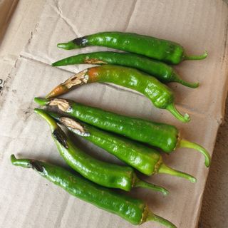 전명우님의 고추 · 병해충상담 작성글 사진