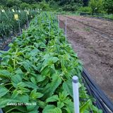 팜모닝 기타작물·자유게시판 게시글 이미지