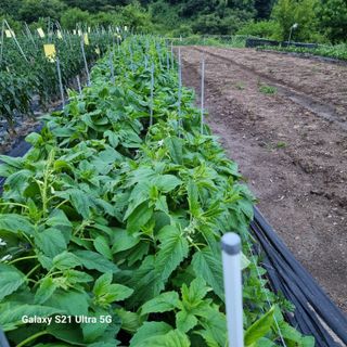 가야산자락한수덕님의 기타작물 · 자유게시판 작성글 사진