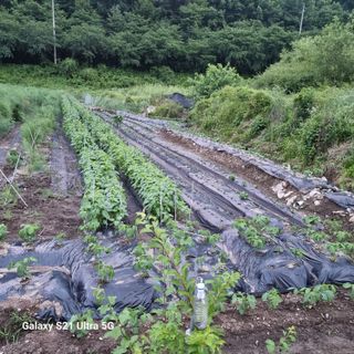 가야산자락한수덕님의 기타작물 · 자유게시판 작성글 사진