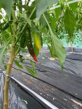 팜모닝 고추·병해충상담 게시글 이미지