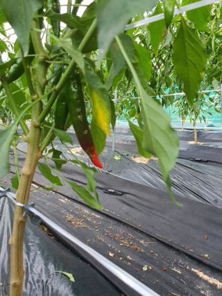 인생을사노라면님의 고추 · 병해충상담 작성글 사진