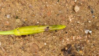 전계명님의 고추 · 병해충상담 작성글 사진