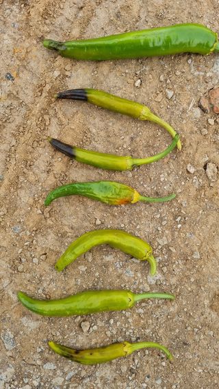 전계명님의 고추 · 병해충상담 작성글 사진