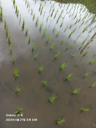 조준제님의 벼 · 영농일지 작성글 사진