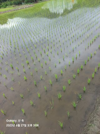조준제님의 벼 · 영농일지 작성글 사진