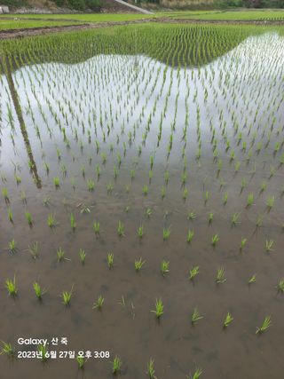 조준제님의 벼 · 영농일지 작성글 사진