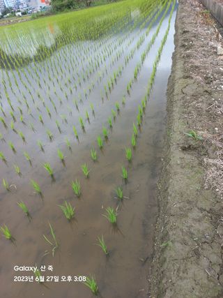조준제님의 벼 · 영농일지 작성글 사진