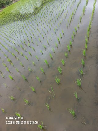 조준제님의 벼 · 영농일지 작성글 사진