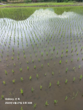 조준제님의 벼 · 영농일지 작성글 사진