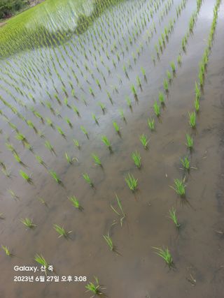 조준제님의 벼 · 자유게시판 작성글 사진
