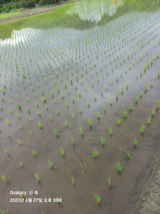 조준제님의 벼 · 자유게시판 작성글 사진