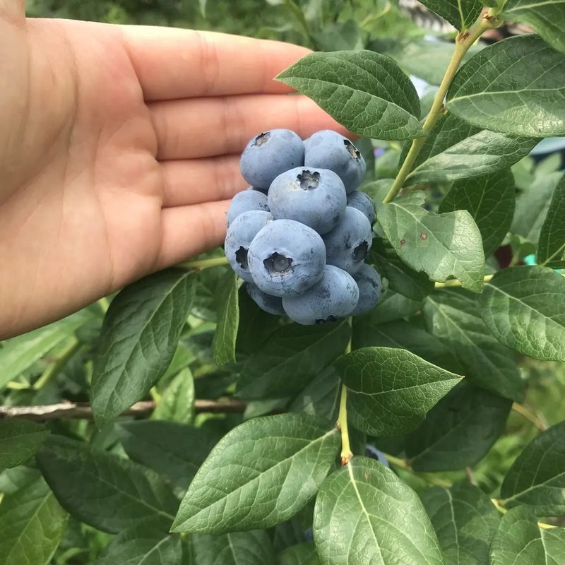 모두팜님의 장터 판매 상품 [생블루베리 판매합니다 ➡️1k  무료배송] 첨부 사진