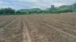 최용운님의 콩 · 자유게시판 작성글 사진