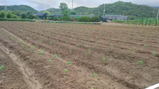 최용운님의 콩 · 자유게시판 작성글 사진