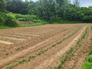 농사초보유경이님의 들깨 · 자유게시판 작성글 사진