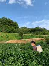 팜모닝 고추·일상 게시글 이미지