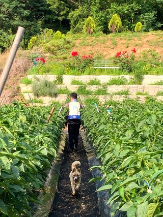 지덕구님의 고추 · 일상 작성글 사진