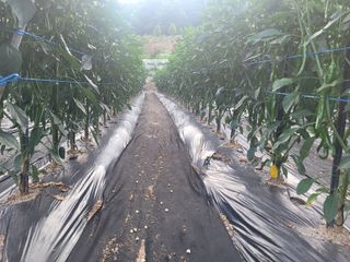 지덕구님의 고추 · 일상 작성글 사진