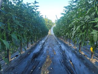 지덕구님의 고추 · 일상 작성글 사진