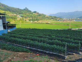 지덕구님의 고추 · 일상 작성글 사진