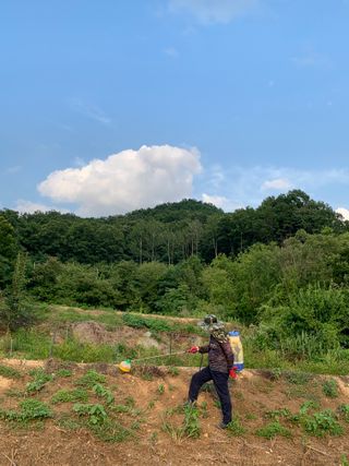 지덕구님의 고추 · 일상 작성글 사진