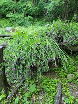 팜모닝 장마 대비 어떻게 하셨나요?·참여 게시글 이미지