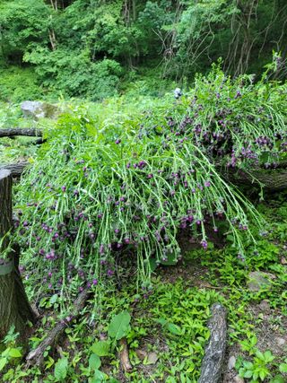 산솔바람님의 장마 대비 어떻게 하셨나요? · 참여 작성글 사진