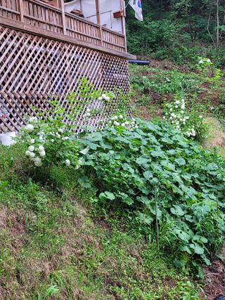 산솔바람님의 장마 대비 어떻게 하셨나요? · 참여 작성글 사진