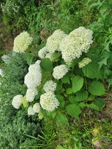 팜모닝 장마 대비 어떻게 하셨나요?·참여 게시글 이미지