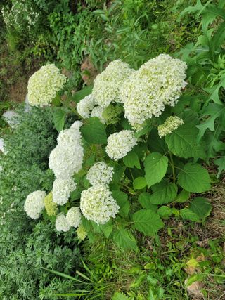 산솔바람님의 장마 대비 어떻게 하셨나요? · 참여 작성글 사진