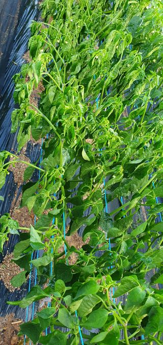 팜모닝회원 성주 님의 고추 · 병해충상담 작성글 사진