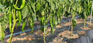 팜모닝회원 성주 님의 고추 · 병해충상담 작성글 사진