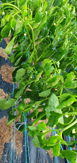 팜모닝회원 성주 님의 고추 · 병해충상담 작성글 사진