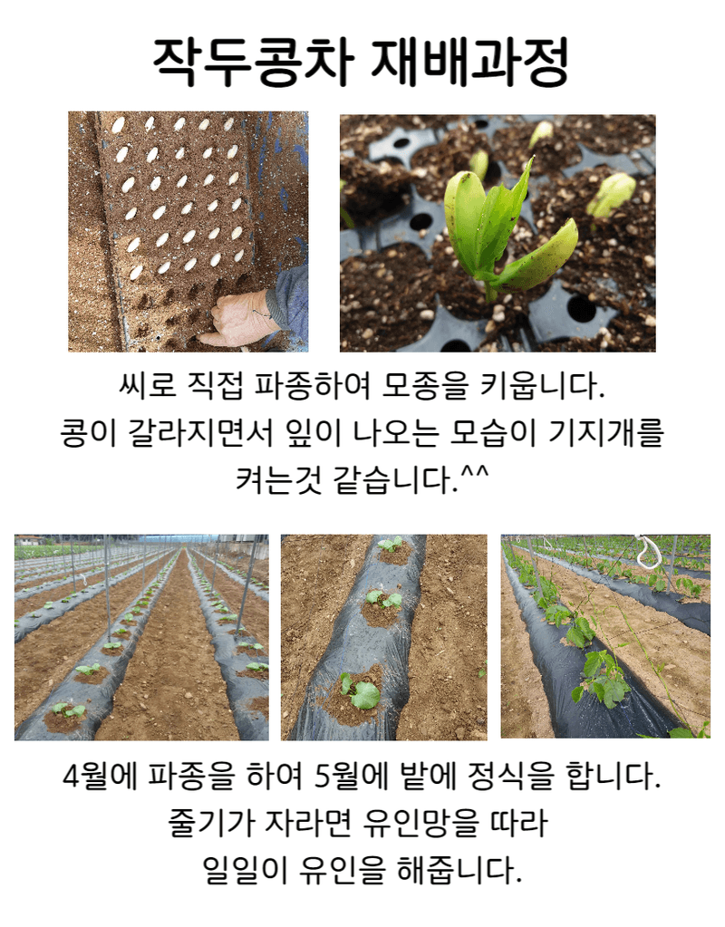 청화팜스님의 장터 판매 상품 [청화팜스 작두콩차티백 30개입x2] 첨부 사진