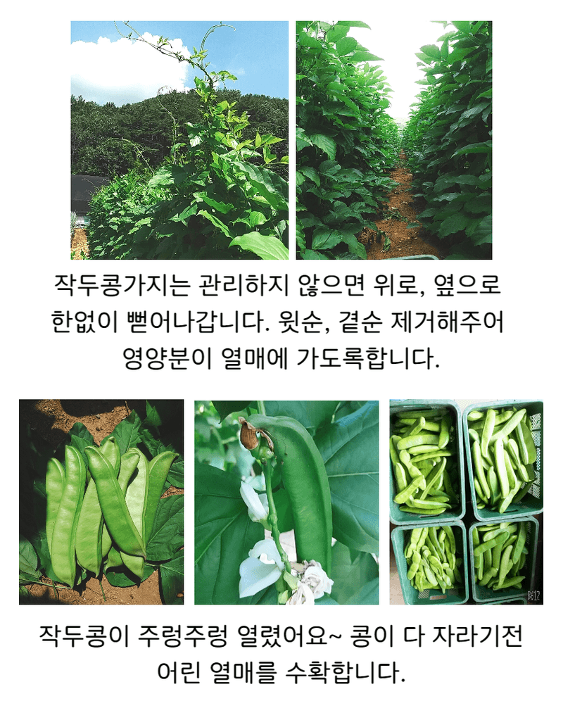 청화팜스님의 장터 판매 상품 [청화팜스 작두콩차티백 30개입x2] 첨부 사진