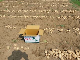 고용하(하늘)님의 감자 · 자유게시판 작성글 사진