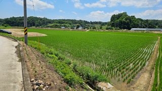 황영출님의 콩 · 영농일지 작성글 사진