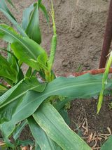 팜모닝 옥수수·병해충상담 게시글 이미지