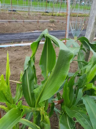 초 농이님의 옥수수 · 병해충상담 작성글 사진