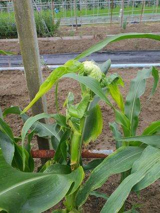 초 농이님의 옥수수 · 병해충상담 작성글 사진