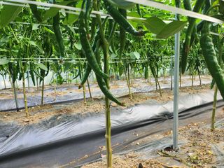 약초를사랑한짱아줌마님의 고추 · 일상 작성글 사진