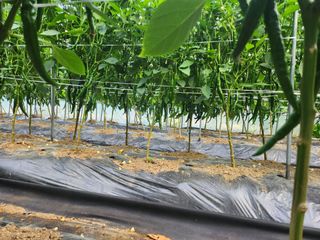 약초를사랑한짱아줌마님의 고추 · 일상 작성글 사진