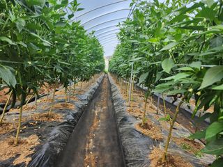 약초를사랑한짱아줌마님의 고추 · 일상 작성글 사진