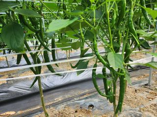 약초를사랑한짱아줌마님의 고추 · 일상 작성글 사진