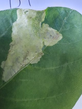 정승교님의 콩 · 병해충상담 작성글 사진