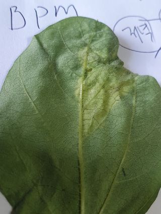 정승교님의 콩 · 병해충상담 작성글 사진